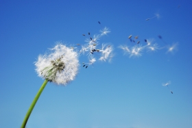 Dandelion Clock