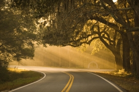 Live oaks frame the road near a plantation.